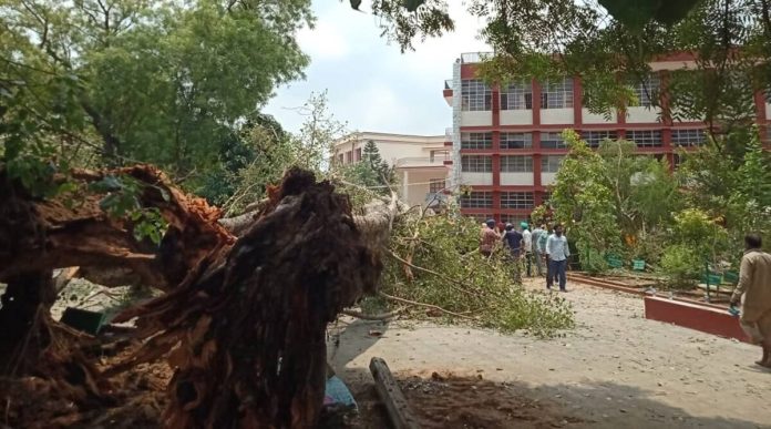 chandigarh tree falls on student