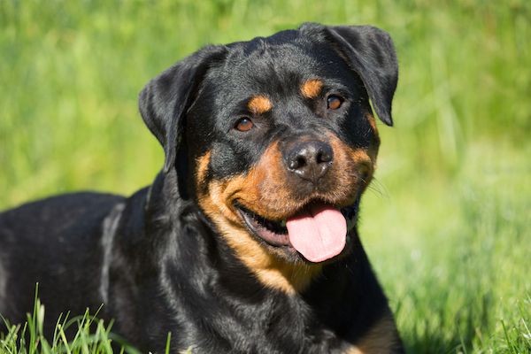 No More Rottweiler & Pitbull For Kanpur, Fine Of Rs. 5k