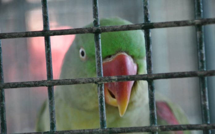 Pet Parrot testifies against murderers.